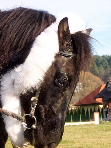 Zawody w Raciechowicach SJK Hucuł 2006